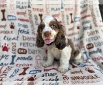 Small #6 Cocker Spaniel