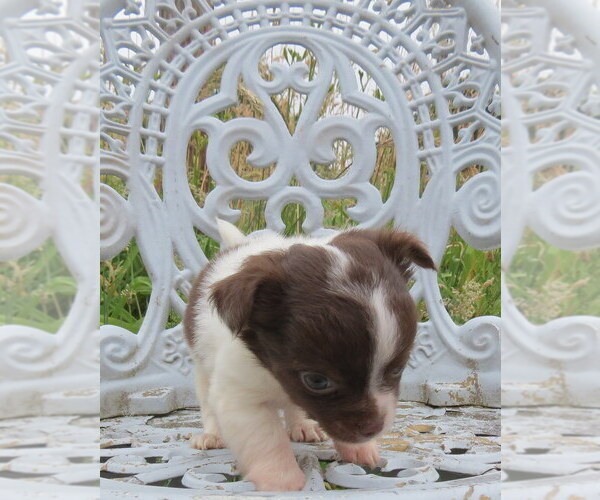 Medium Photo #18 Chihuahua Puppy For Sale in HAYES, VA, USA