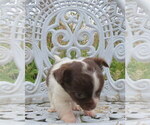 Small #17 Chihuahua