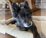 Small #4 Pomeranian Mix