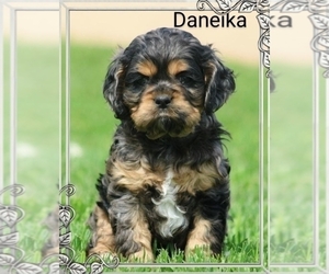 Cocker Spaniel Puppy for sale in LOYAL, WI, USA