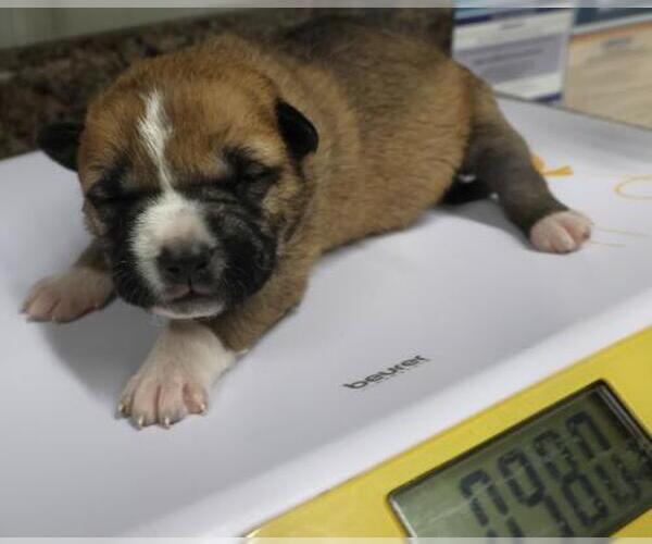 Medium Photo #1 Mutt Puppy For Sale in Thief River Falls, MN, USA