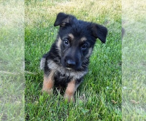 German Shepherd Dog Puppy for sale in EVANS, WA, USA