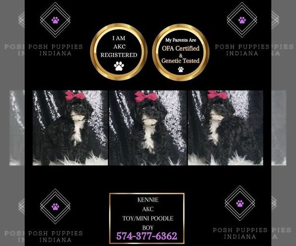 Medium Photo #1 Poodle (Toy) Puppy For Sale in WARSAW, IN, USA
