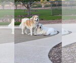 Small #2 Great Pyrenees