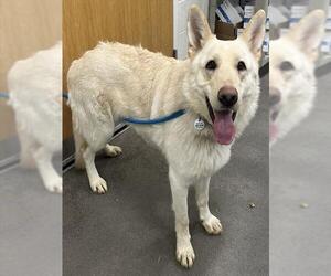 Gerberian Shepsky Dogs for adoption in Forestville, MD, USA