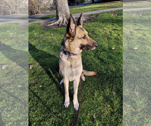Medium Photo #4 German Shepherd Dog Puppy For Sale in Cupertino, CA, USA