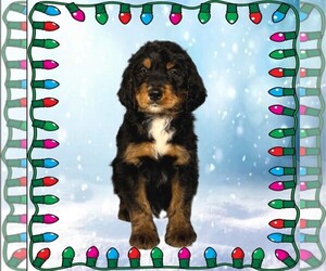 Bernedoodle Puppy for Sale in BLACK FOREST, Colorado USA