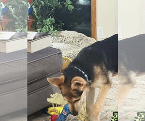 Harrison - Male German Shepherd Dog Dog for Adoption - Photo #11