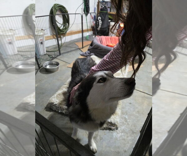 Medium Photo #2 Alaskan Malamute Puppy For Sale in Aurora, IN, USA