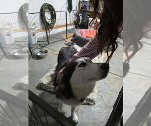 Sadie Mama - Female Alaskan Malamute Dog for Adoption - Photo #2