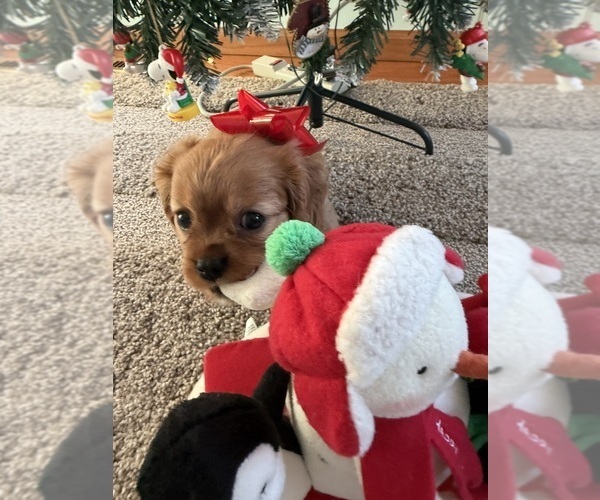Medium Photo #15 Cavalier King Charles Spaniel Puppy For Sale in KANSAS CITY, MO, USA