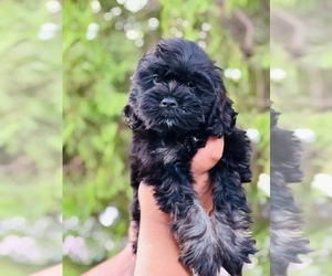 ShihPoo Puppy for sale in CASA GRANDE, AZ, USA