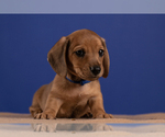 Small Photo #39 Dachshund Puppy For Sale in CROWLEY, TX, USA