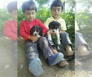 Beagle Puppy for sale in PATERSON, NJ, USA