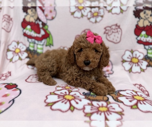 Medium Photo #6 Cock-A-Poo Puppy For Sale in LAKELAND, FL, USA
