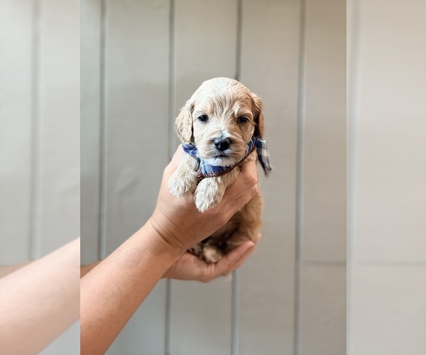 Medium Photo #2 Cock-A-Poo Puppy For Sale in TRINITY, NC, USA