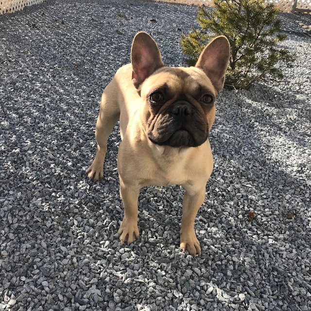 Medium Photo #1 French Bulldog Puppy For Sale in QUARRYVILLE, PA, USA