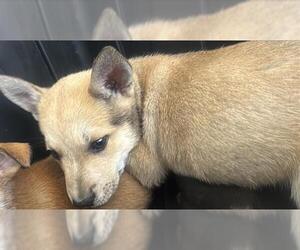 German Shepherd Dog Dogs for adoption in Houston, TX, USA