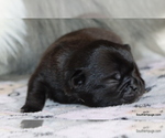 Small Photo #76 Pug Puppy For Sale in WINNSBORO, TX, USA