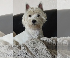 Mother of the West Highland White Terrier puppies born on 05/17/2026