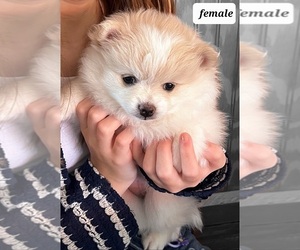 Pomeranian Puppy for sale in HOLLY RIDGE, NC, USA
