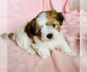 Zuchon Puppy for sale in IRVING, TX, USA