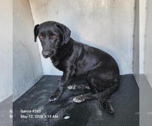 American Staffordshire Terrier-Unknown Mix Dogs for adoption in San Antonio, TX, USA