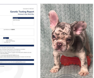 French Bulldog Puppy for sale in BEVERLY HILLS, CA, USA