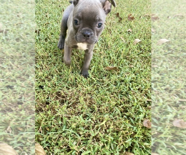 Medium Photo #9 Faux Frenchbo Bulldog Puppy For Sale in FREDONIA, KS, USA