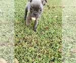 Small Photo #9 Faux Frenchbo Bulldog Puppy For Sale in FREDONIA, KS, USA