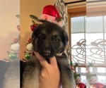 Small Photo #4 German Shepherd Dog Puppy For Sale in MCDONOUGH, GA, USA