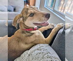 Small #3 Catahoula Leopard Dog