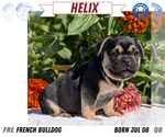 Small #9 French Bulldog