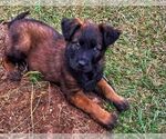 Small #3 German Shepherd Dog Mix