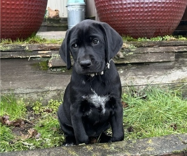 Medium Photo #31 German Shorthaired Lab Puppy For Sale in TACOMA, WA, USA