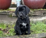 Small #3 German Shorthaired Lab