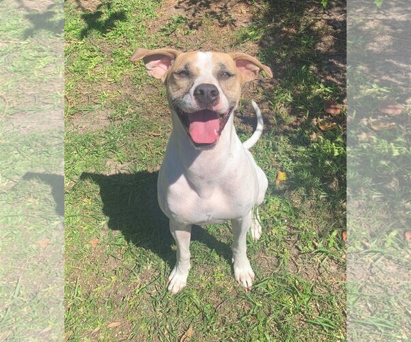 Medium Photo #9 Mutt Puppy For Sale in Spring, TX, USA
