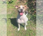 Small #8 Mutt