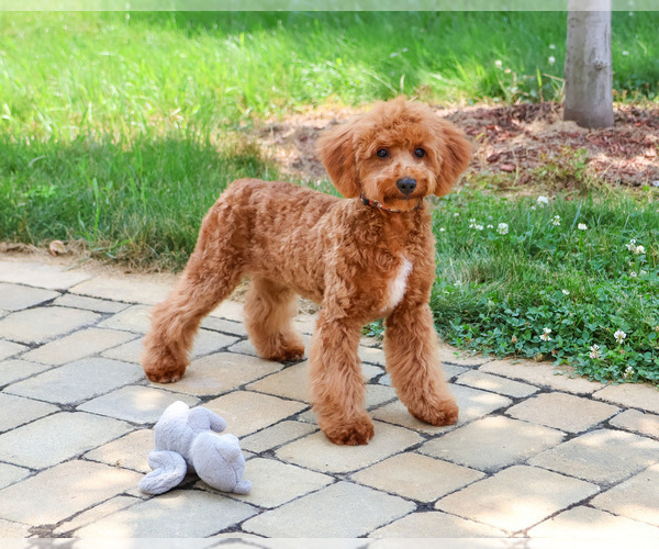 Medium Photo #3 Cavapoo (Miniature) Puppy For Sale in SYRACUSE, IN, USA