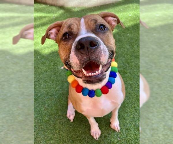 Medium Photo #1 Boxer-Unknown Mix Puppy For Sale in San Francisco, CA, USA