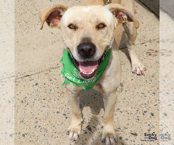 Medium Photo #30 Labrador Retriever-Retriever  Mix Puppy For Sale in Washington, DC, USA