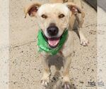 Small #29 Labrador Retriever-Retriever  Mix