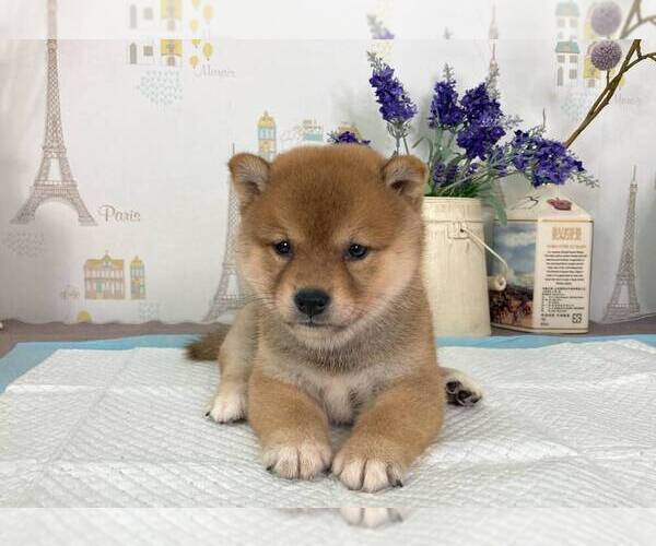 Medium Photo #5 Shiba Inu Puppy For Sale in ROWLAND HEIGHTS, CA, USA