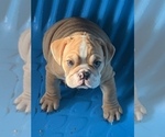 Small Photo #7 Bulldog Puppy For Sale in LOUISVILLE, KY, USA