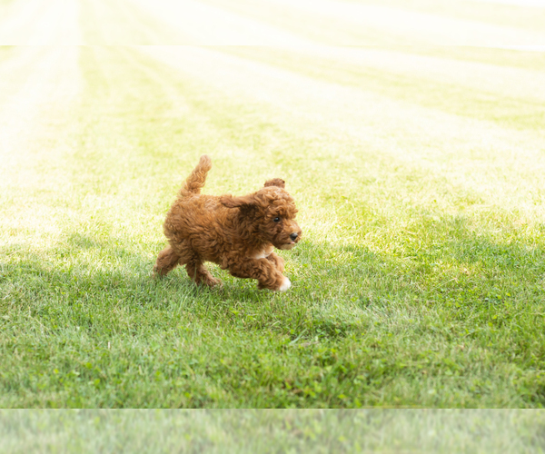 Medium Photo #4 Goldendoodle-Poodle (Miniature) Mix Puppy For Sale in BREMEN, IN, USA