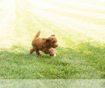 Small #3 Goldendoodle-Poodle (Miniature) Mix