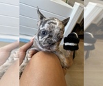 Small Photo #3 French Bulldog Puppy For Sale in PADUCAH, KY, USA