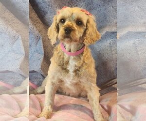 Cavapoo Dogs for adoption in Bon Carbo, CO, USA