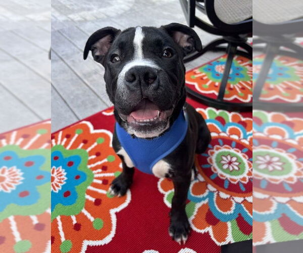 Medium Photo #6 Mutt Puppy For Sale in Spotsylvania, VA, USA